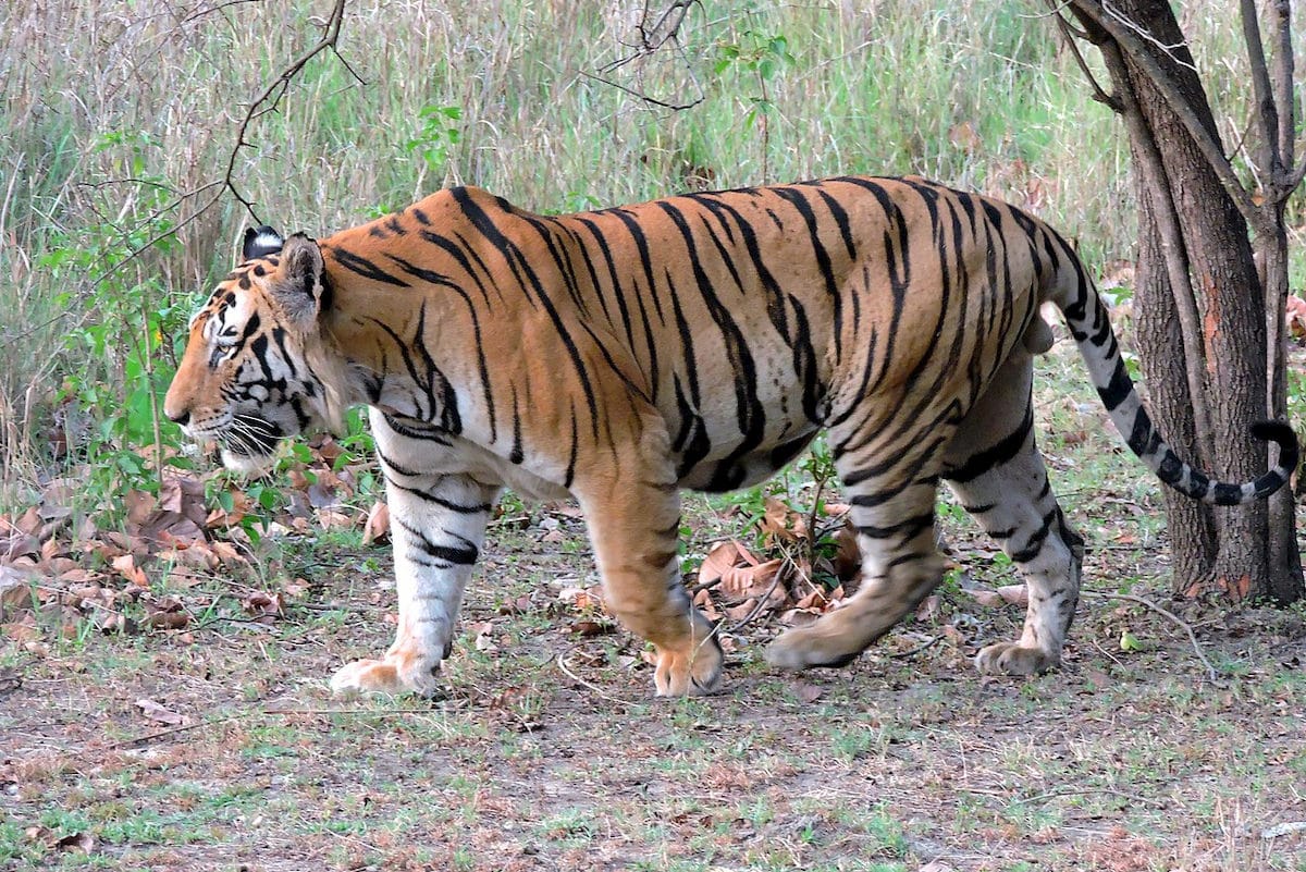 Tygrys bengalski. Fot. domena publiczna